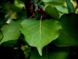 apricot leaves on the branch of tree