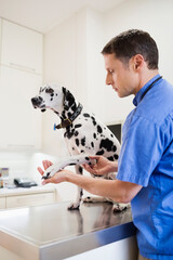 Veterinarian examining dog in vet's surgery