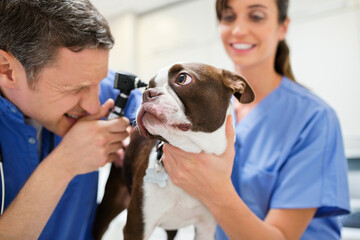 Veterinarians examining dog in vet's surgery