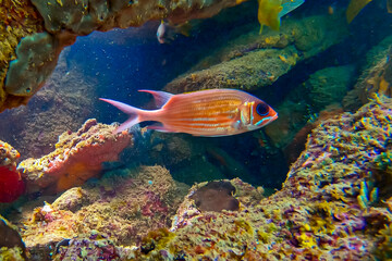 Squirrelfish photographed in Guarapari, in Espirito Santo - Southeast of Brazil. Atlantic Ocean. Picture made in 2020.