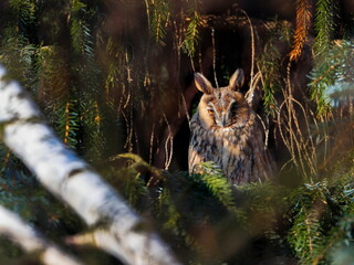 Close-up portrait of the owl sitting on a tree in the evening sunshine. Long-eared Owl, Asio otus.
