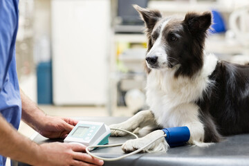 Veterinarian examining dog in vet's surgery