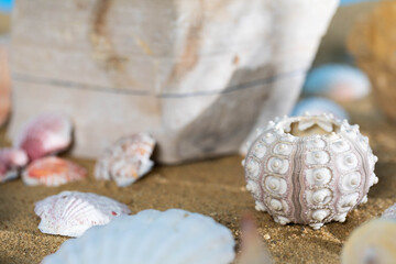 A lot of different snail shells lie on the sandy sea beach on a hot day.
