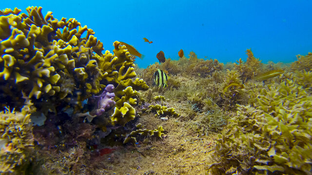 Coral Fish photographed in Tres Ilhas, Guarapari, in Espirito Santo. Southeast of Brazil. Atlantic Ocean. Picture made in 2020.