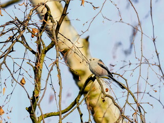 Close-up photo of white songbird on a twig. Long-tailed Tit, Aegihalos caudatus.