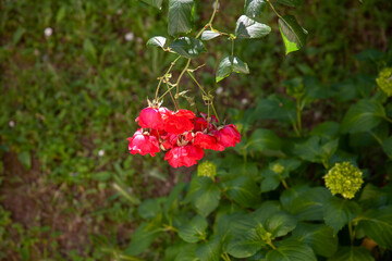 red rose green and dim garden afternoon