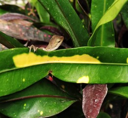 indian chameleon baby