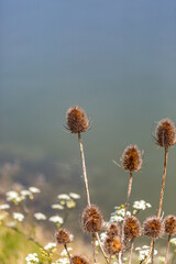 A close up of dried thistles, with a shallow depth of field
