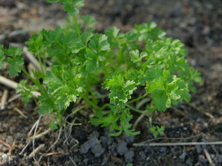 green parsley in the garden