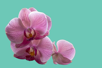 Holiday card with orchid.