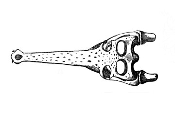 Old illustration of a skull of a Gavial Crocodile
