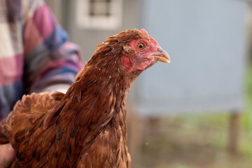 A close up of a chicken on a  farm
