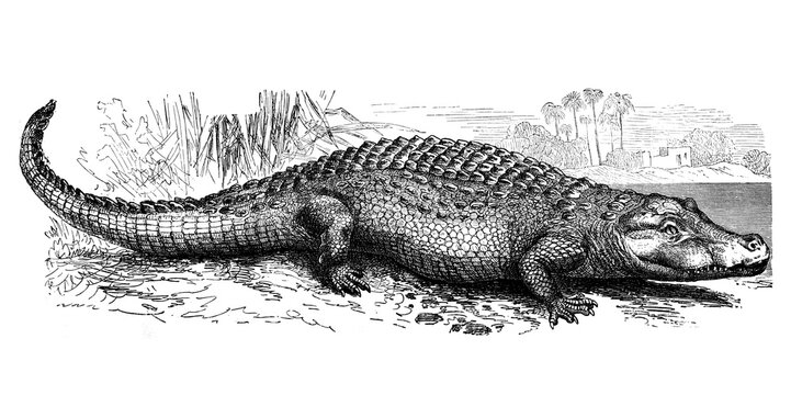 Old illustration of a Neil Crocodile