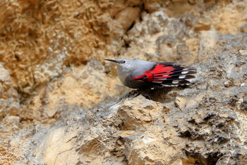 Mountain flying jewel, jumping on a rock looking for beetles and other bugs. Grey bird with red...