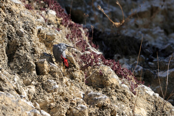 Mountain flying jewel, jumping on a rock looking for beetles and other bugs. Grey bird with red wings. Palava Hills, Czech Republic. Wallcreeper, Tichodroma muraria.