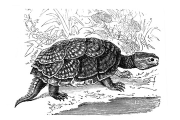 Old illustration of a snapping turtle