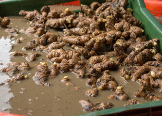 Seed processing in Ginger roots. This is an Agricultural process related to sowing in ginger farming