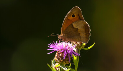 motyl o poranku © Robert Borek