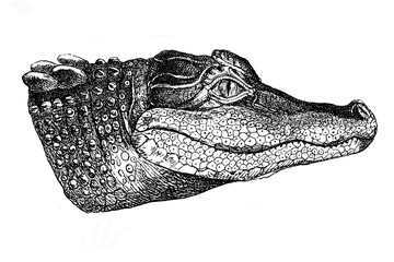 Old illustration of a head of a Neil Crocodile