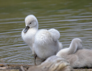 Cygnets