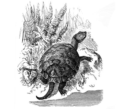 Old illustration of a European marsh tortoise