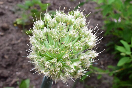 close up of the onion batun