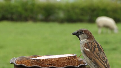 House Sparrow Male feeding from bird table in UK 