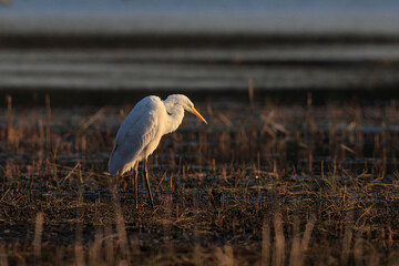 A big white predator heron, Great egret, Casmerodius albus.