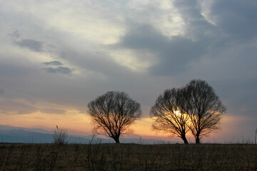 Fototapeta na wymiar Tree skyline views at sunset