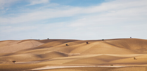 Trees growing in dry rural landscape