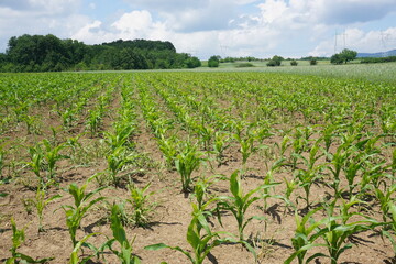 Fototapeta na wymiar corn field in spring