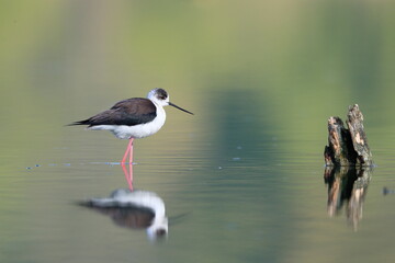 Close-up photo of Black-winged Stilt, black and white bird with very long red legs, wading in the...