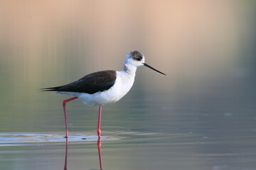 Close-up photo of Black-winged Stilt, black and white bird with very long red legs, wading in the middle of the water surface. Himantopus himantopus.