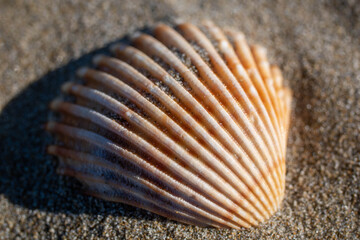 seashell close-up on a beach