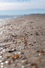 seashell close-up on a beach