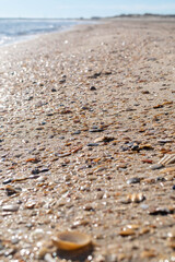 seashell close-up on a beach
