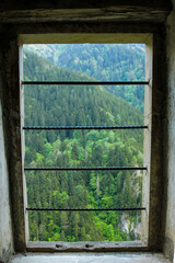 magnificent forest view of the window