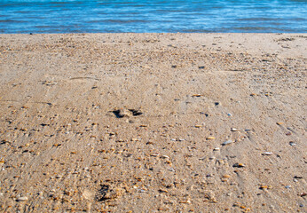 Sand texture and background.Sand on the beach in the background.Sand texture. Sandy beach for black background.Sand of a beach in summer.Macro shot.Copy space