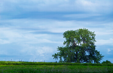 Fototapeta premium tree in the field