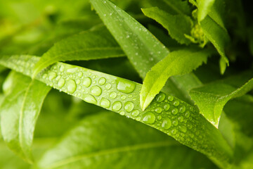 Water droplets on leaves after rain