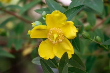 Gelb blühendes Johanniskraut (Hypericum calycinum), Blüten und Blätter in einer Nahaufnahme