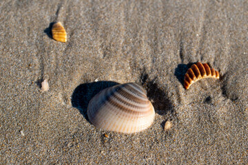 seashell close-up on a beach