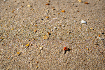Sand texture and background.Sand on the beach in the background.Sand texture. Sandy beach for black background.Sand of a beach in summer.Macro shot.Copy space