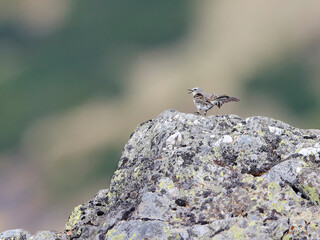 Close-up photo of Water Pipit jumping on the rock. Anthus spinoletta.