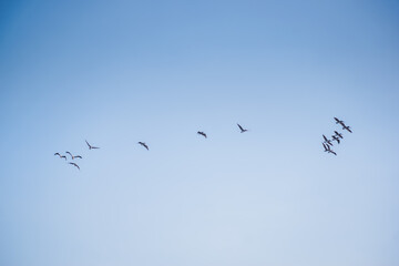 Seagulls in flight with blue skies on sunny day
