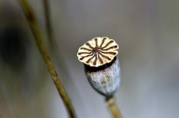 Samenkapsel einer Mohnblume