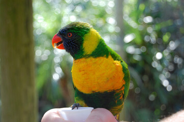 rainbow lorikeet parrot being held