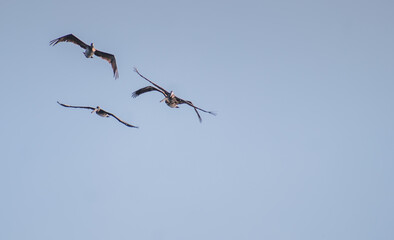 Seagulls in flight with blue skies on sunny day