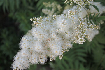 Rowan with white fluffy flowers in the park.