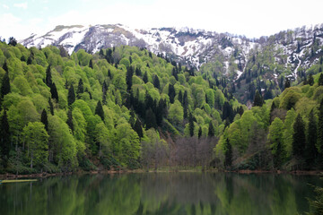 Fototapeta premium Wooded land at the edge of the lake